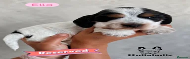 Ella