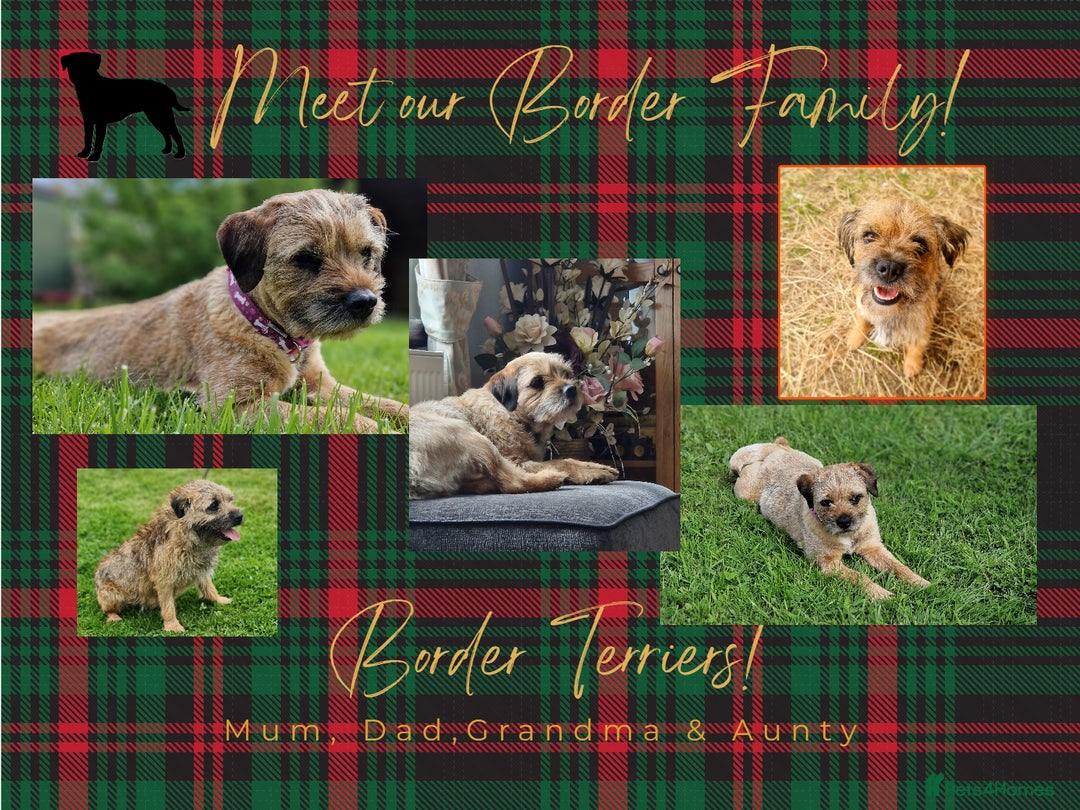 Border Terrier dogs for sale: KC SLEM clear Border Terrier puppies available - Advert 2