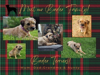 Border Terrier dogs KC SLEM clear Border Terrier puppies available - Advert 1
