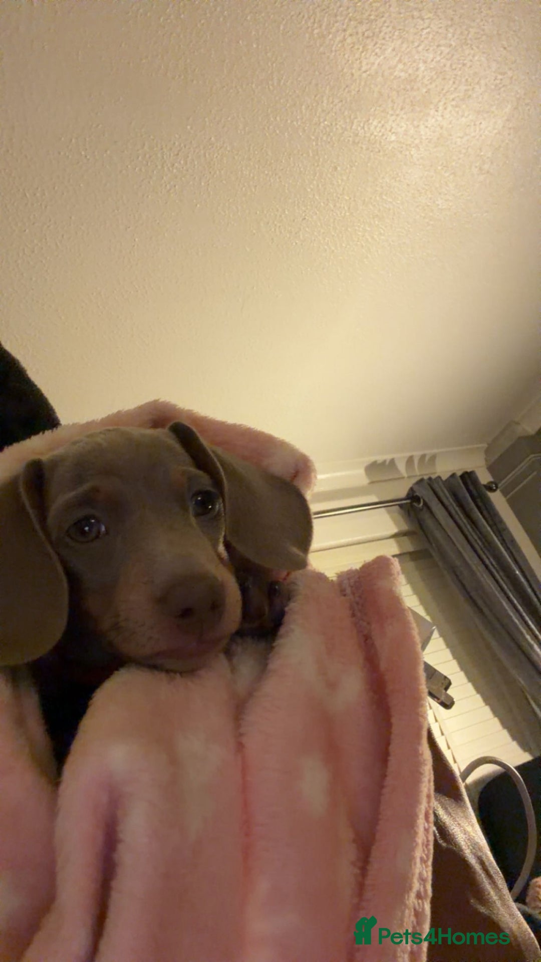 Miniature Dachshund dogs for sale: Miniature dachshund - Advert 1