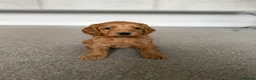 Cockapoo dogs for sale: F2 Cockapoo Female puppy  - Advert 3