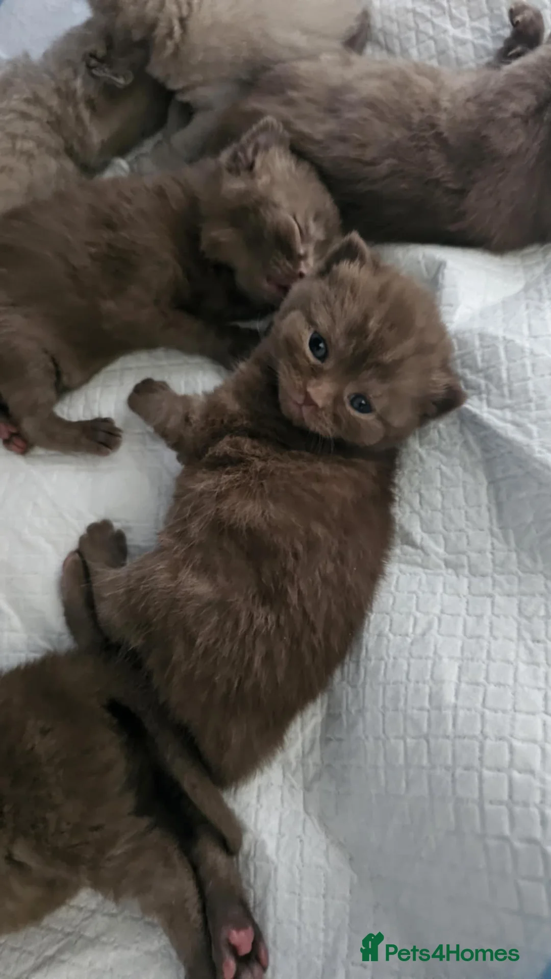 British Shorthair cats for sale: ✨ Stunning British Shorthair Kittens Available ✨ - Advert 14
