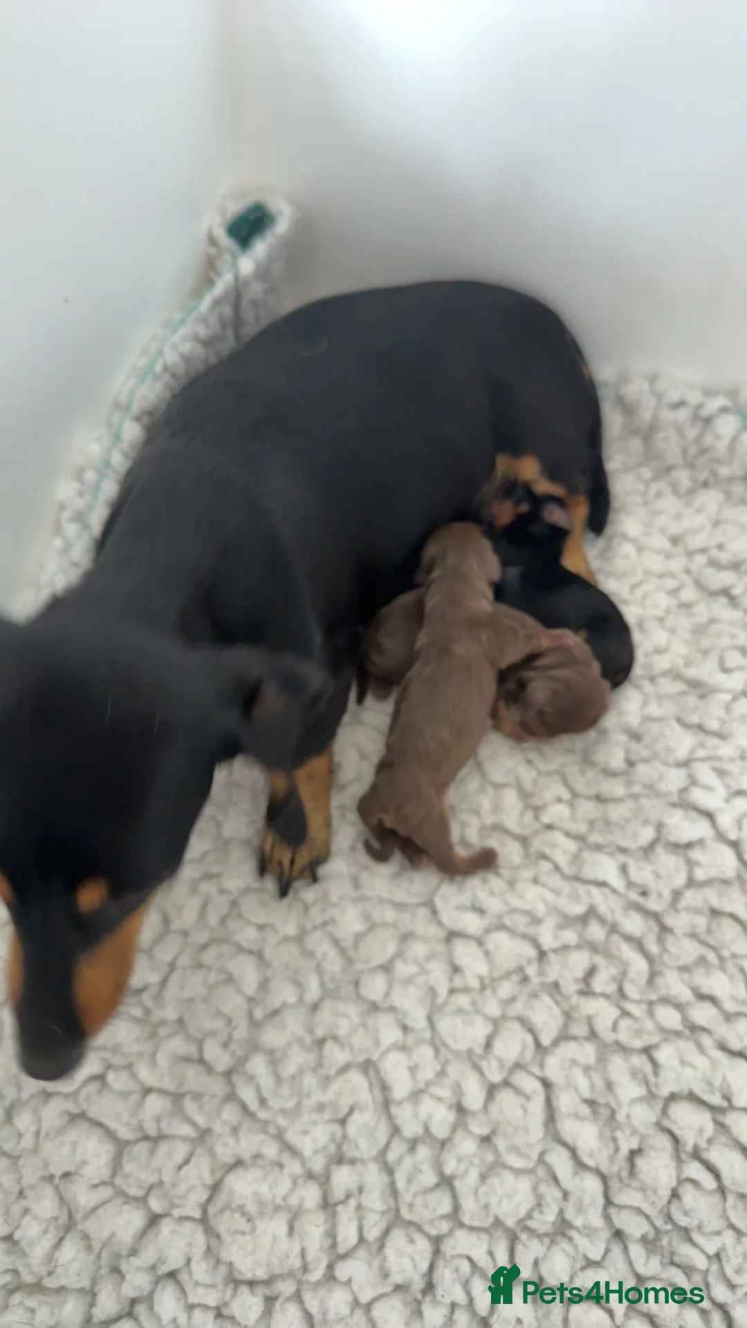 Miniature Dachshund dogs for sale: 3x female miniature dachsunds - Advert 19