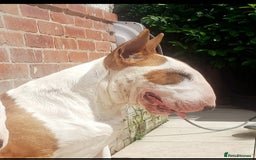 English Bull Terrier dogs for stud: Bull terrier proven stud dog  in Sheffield - Image 9