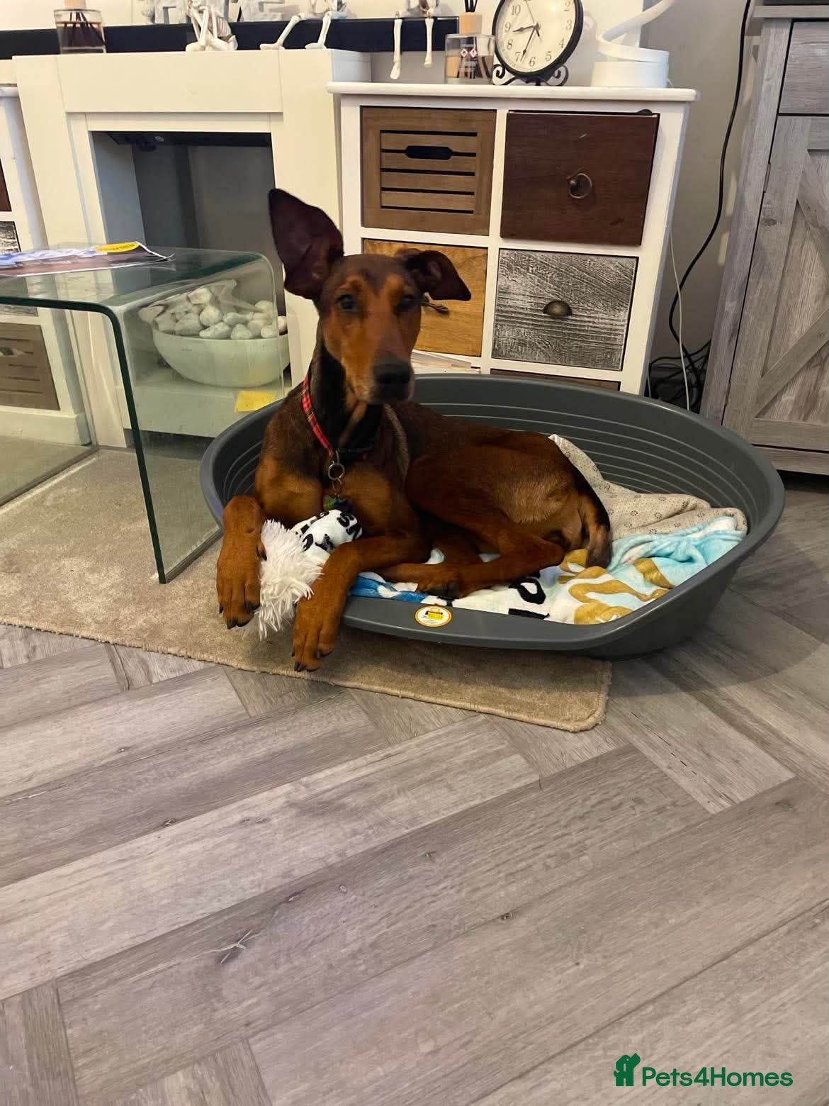 Mixed Breed dogs Bonnie – Ball-obsessed bestie seeks forever home - Advert 1