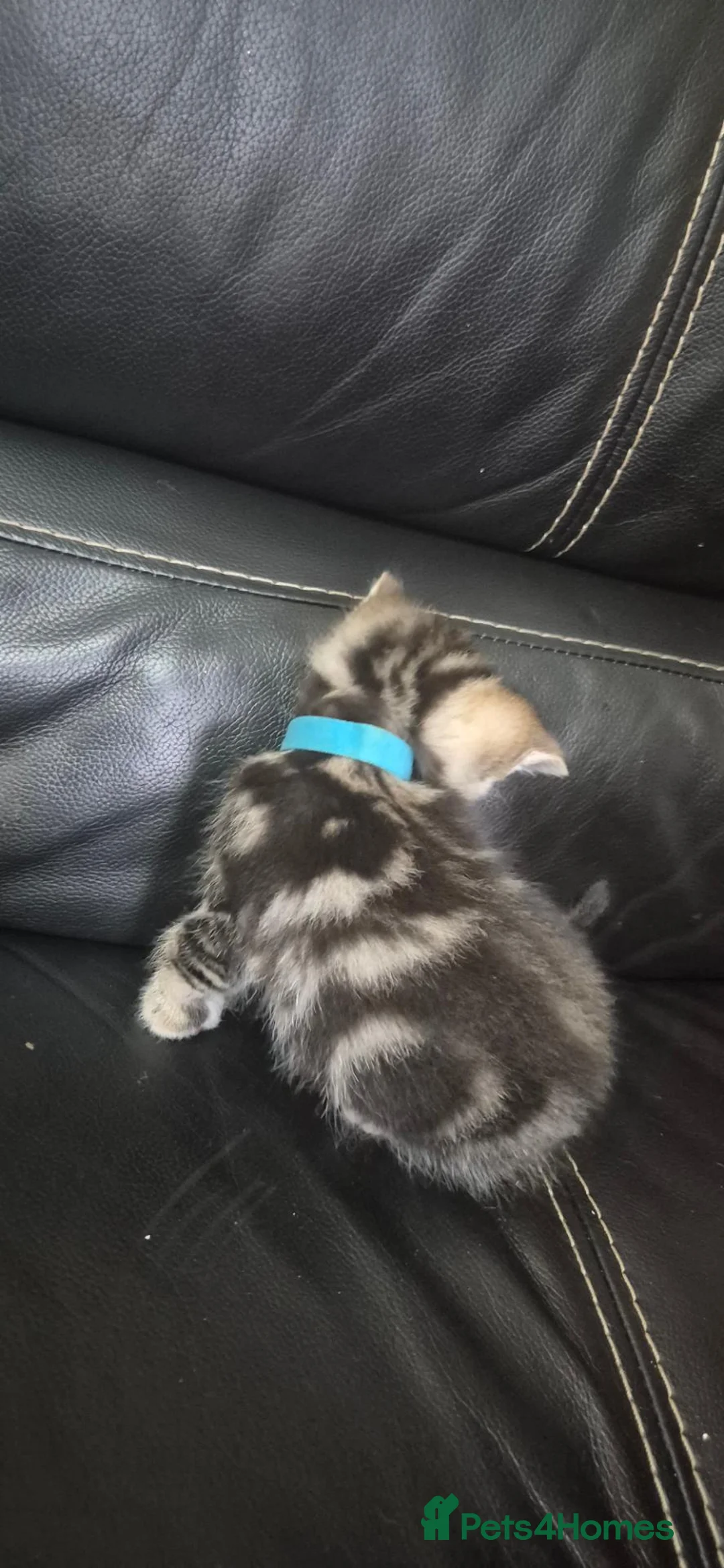 Mixed Breed cats for sale: Bengal cross kittens  - Advert 2