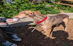Mixed Breed dogs for sale: Lovely dog needing home  - Image 4