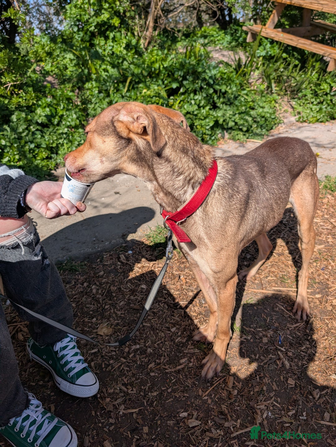 Mixed Breed dogs for sale: Lovely dog needing home  - Image 4