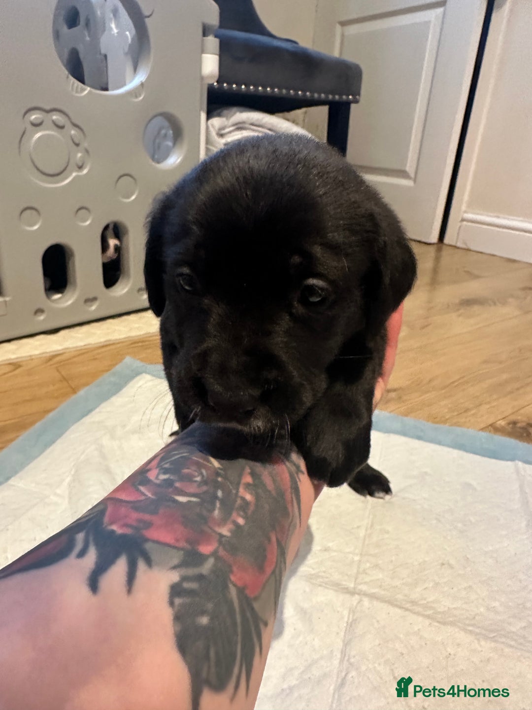 Mixed Breed dogs for sale: Lab- Cane Corso Puppies Looking for Loving Homes - Advert 17