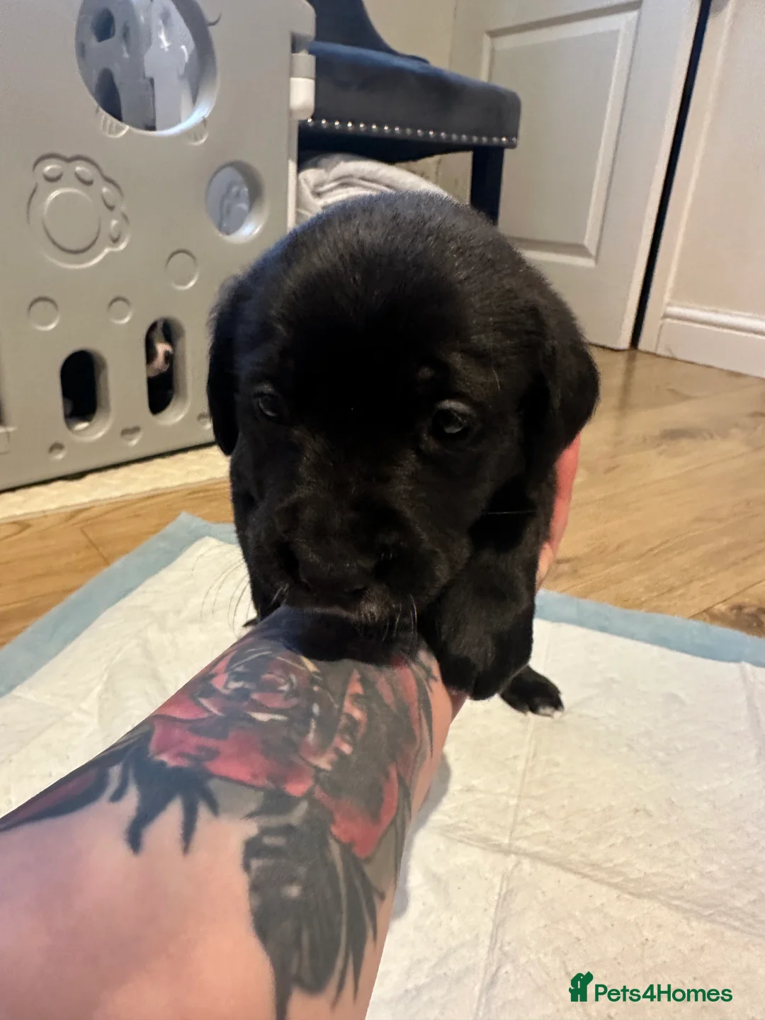Mixed Breed dogs for sale: Lab- Cane Corso Puppies Looking for Loving Homes  - Advert 12