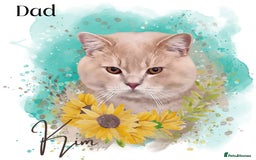 British Shorthair cats for sale: GCCF BRITISH SHORTHAIR/LONGHAIR KITTENS  in London - Image 4