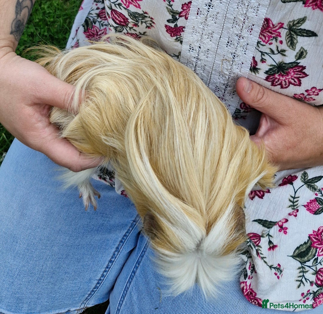 Guinea Pig rodents for sale: Dad and 2 sons - Image 9