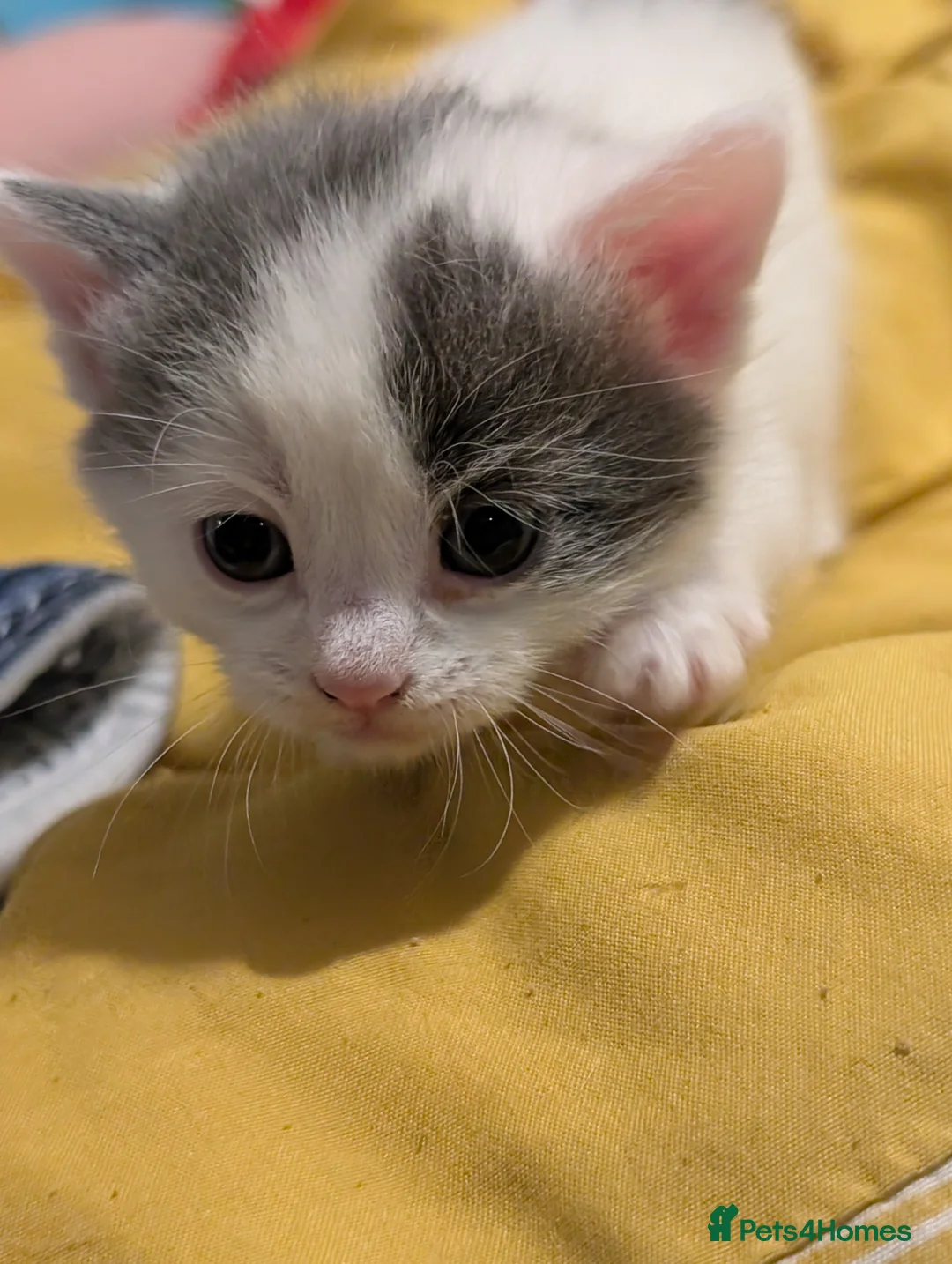 Domestic Shorthair cats for sale: Litter of kittens looking for their forever home - Advert 2