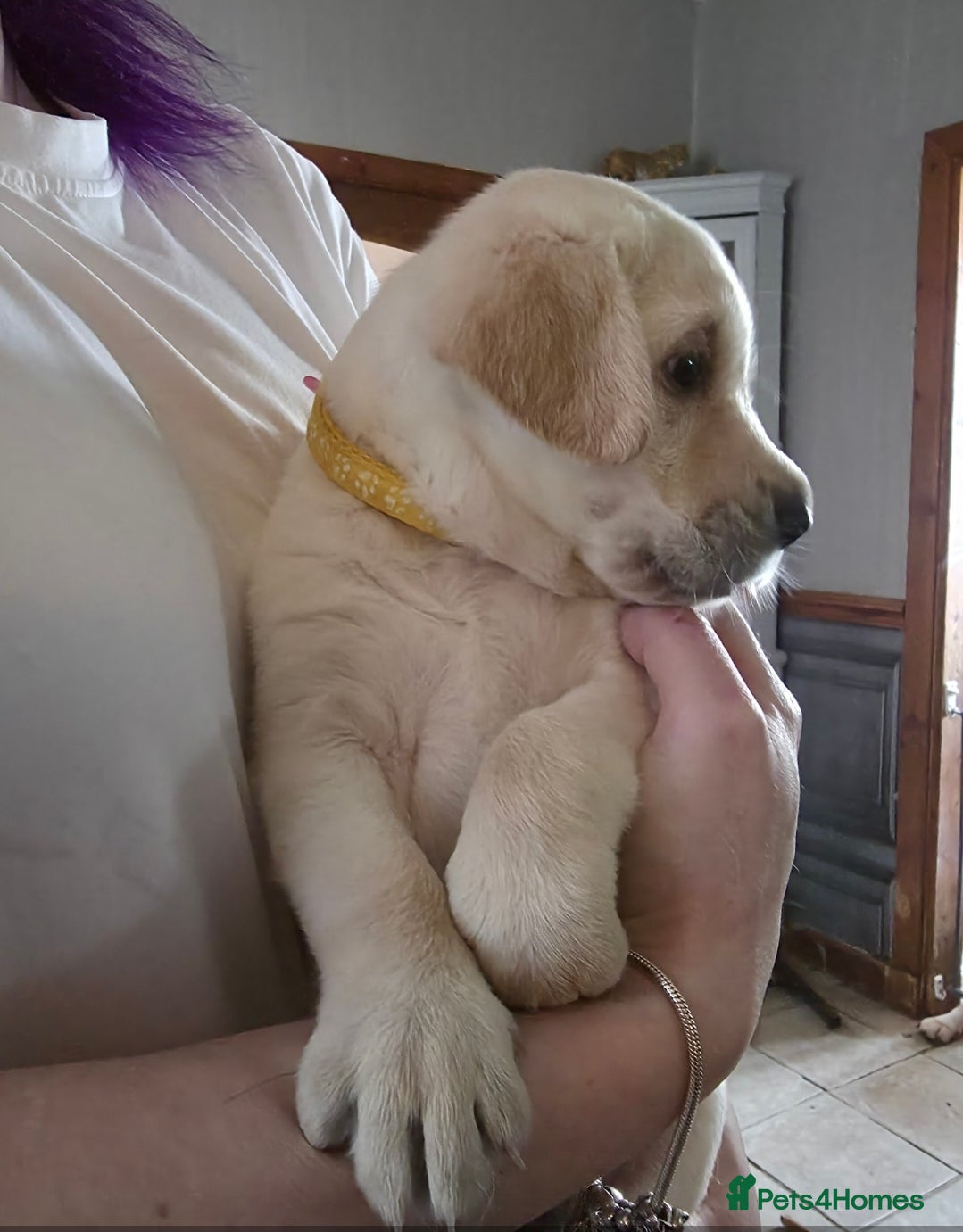 Labrador Retriever dogs Stunning golden labrador pups from strong lines   - Advert 3