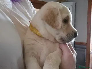 Labrador Retriever dogs Stunning golden labrador pups from strong lines - Advert 1