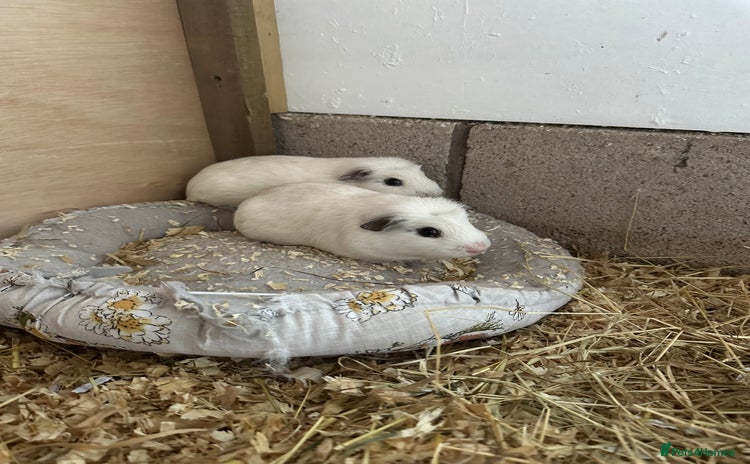 Guinea Pig rodents - Advert 9