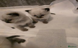 Ragdoll cats for sale: Ragdol KITTENS 😸 ♥️  - Image 16