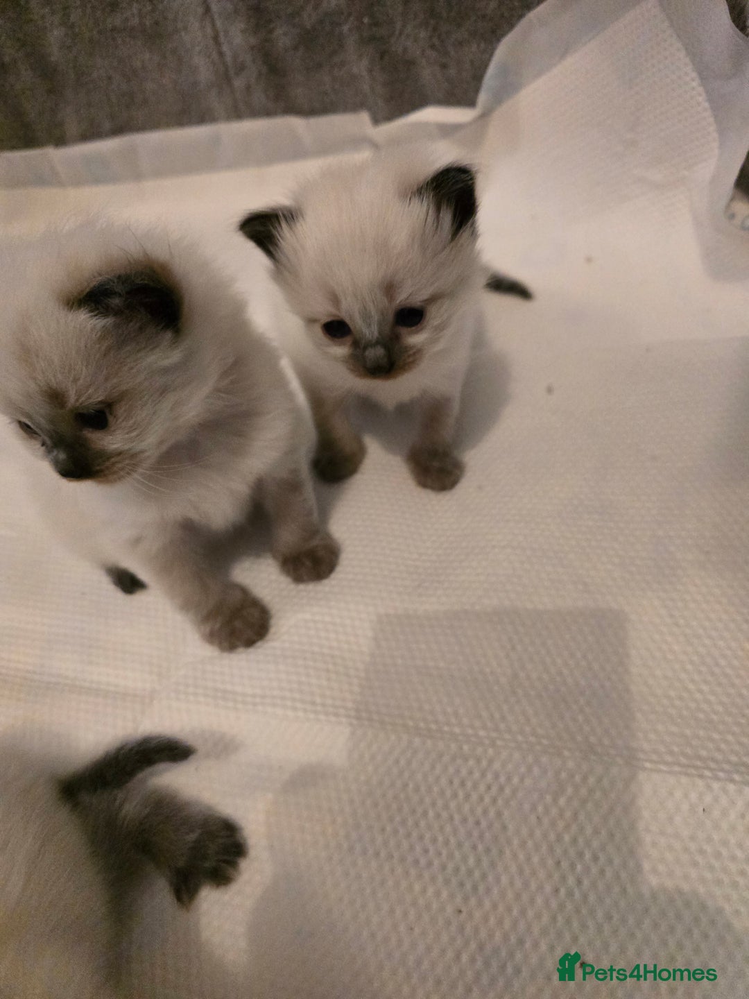 Ragdoll cats for sale: Ragdol KITTENS 😸 ♥️  - Image 16