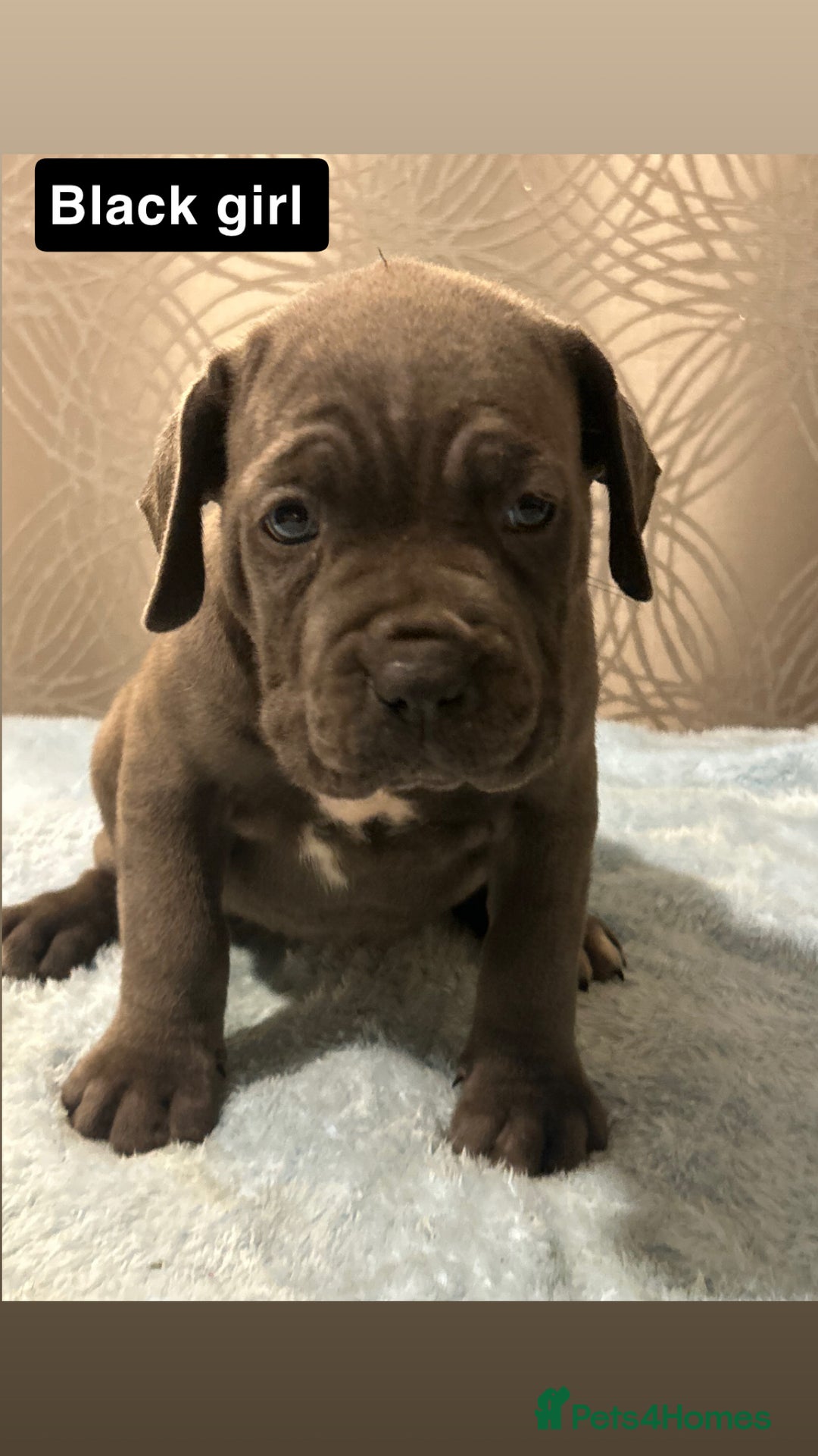 Cane Corso dogs for sale: 🐾 Stunning Cane Corso Puppies Available! 🐾 - Advert 11
