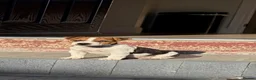 Jack Russell dogs for stud: Jack Russell Stud Dog  - Advert 8