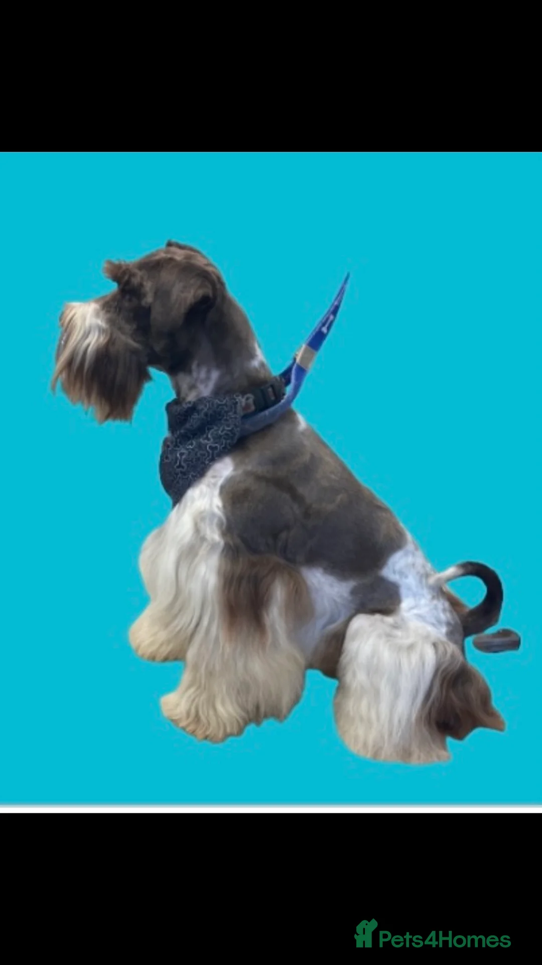 Poodle dogs for stud: Chocolate /White Miniature Schnauzer STUD BVA +MAC in Coventry - Advert 16