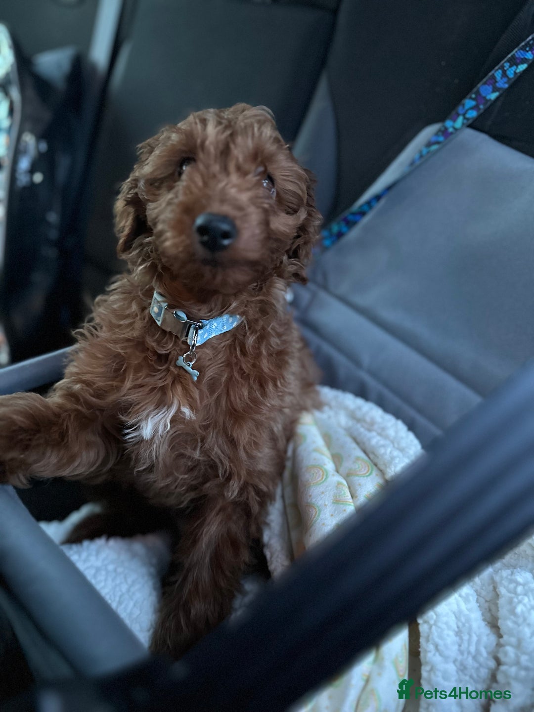 Goldendoodle dogs for sale: Lovely  male golden doodle  - Image 5