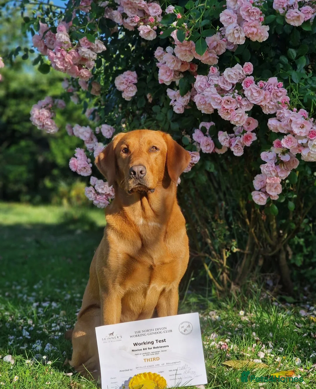 Labrador Retriever dogs for sale: K.C. FOX RED/YELLOW - LABRADOR RETRIEVER PUPPIES - Advert 5