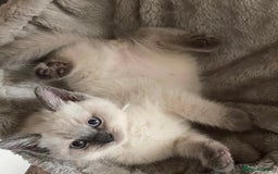 British Shorthair cats for sale: Adorable British Shorthair Kittens for sale!  - Image 8