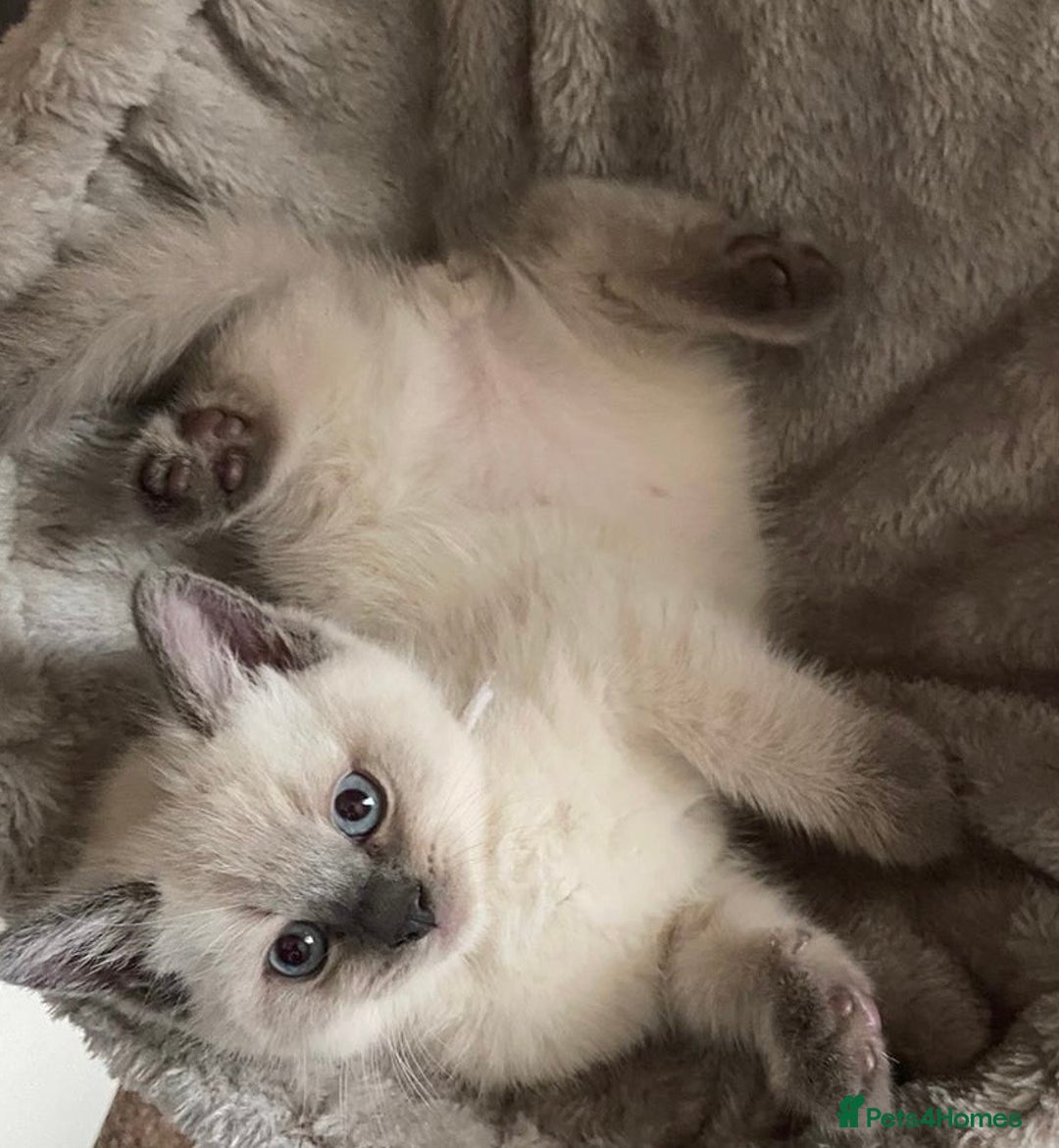 British Shorthair cats for sale: Adorable British Shorthair Kittens for sale!  - Image 8