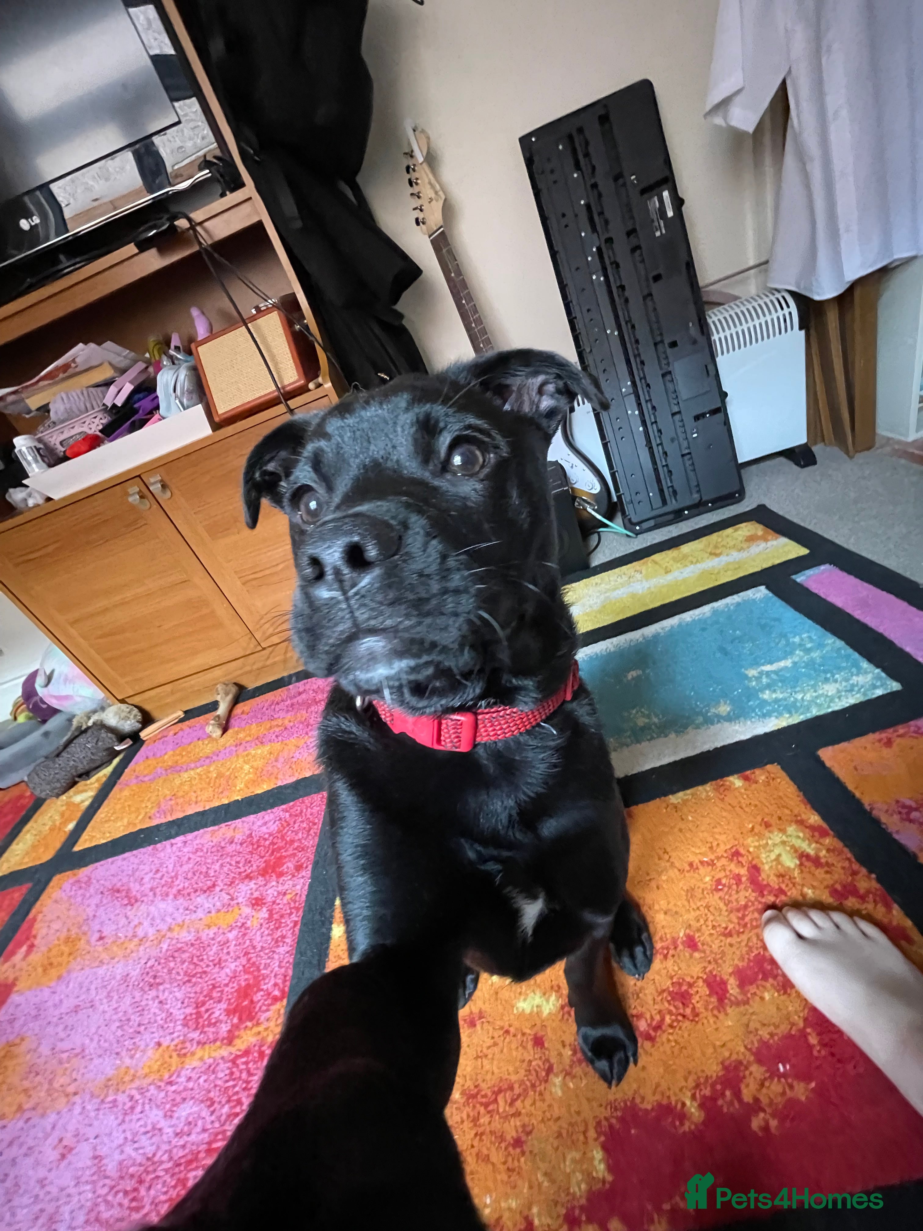 Mixed Breed dogs Shadow - Advert 7