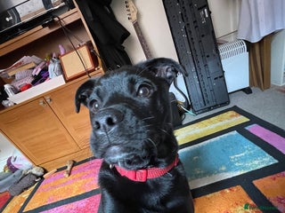 Mixed Breed dogs - Advert 3