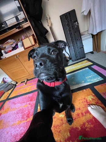 Mixed Breed dogs - Advert 10