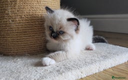 Ragdoll cats for sale: 5 Adorable Ragdoll Kittens - Ready now ✨️ in Billericay - Image 14
