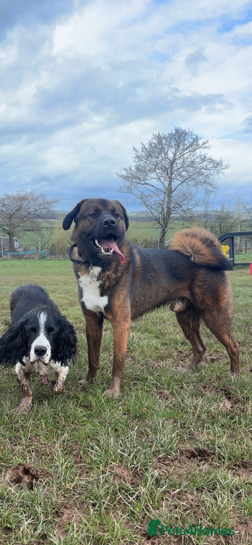 Akita dogs Tibetan Mastiff X American Akita for Stud - Advert 7