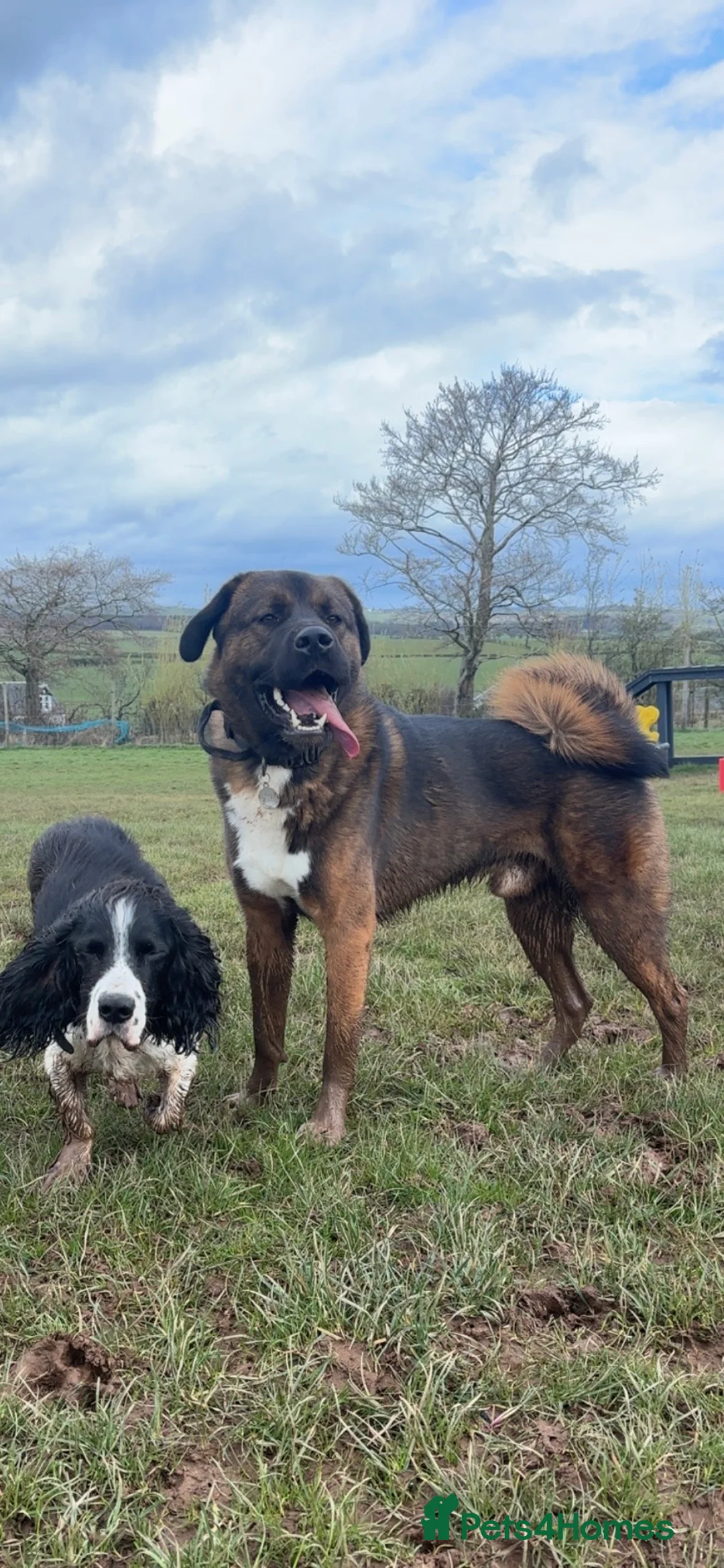 Akita dogs for stud: Tibetan Mastiff X American Akita for Stud - Advert 1