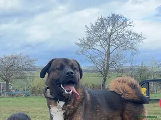 Akita dogs Tibetan Mastiff X American Akita for Stud - Advert 7