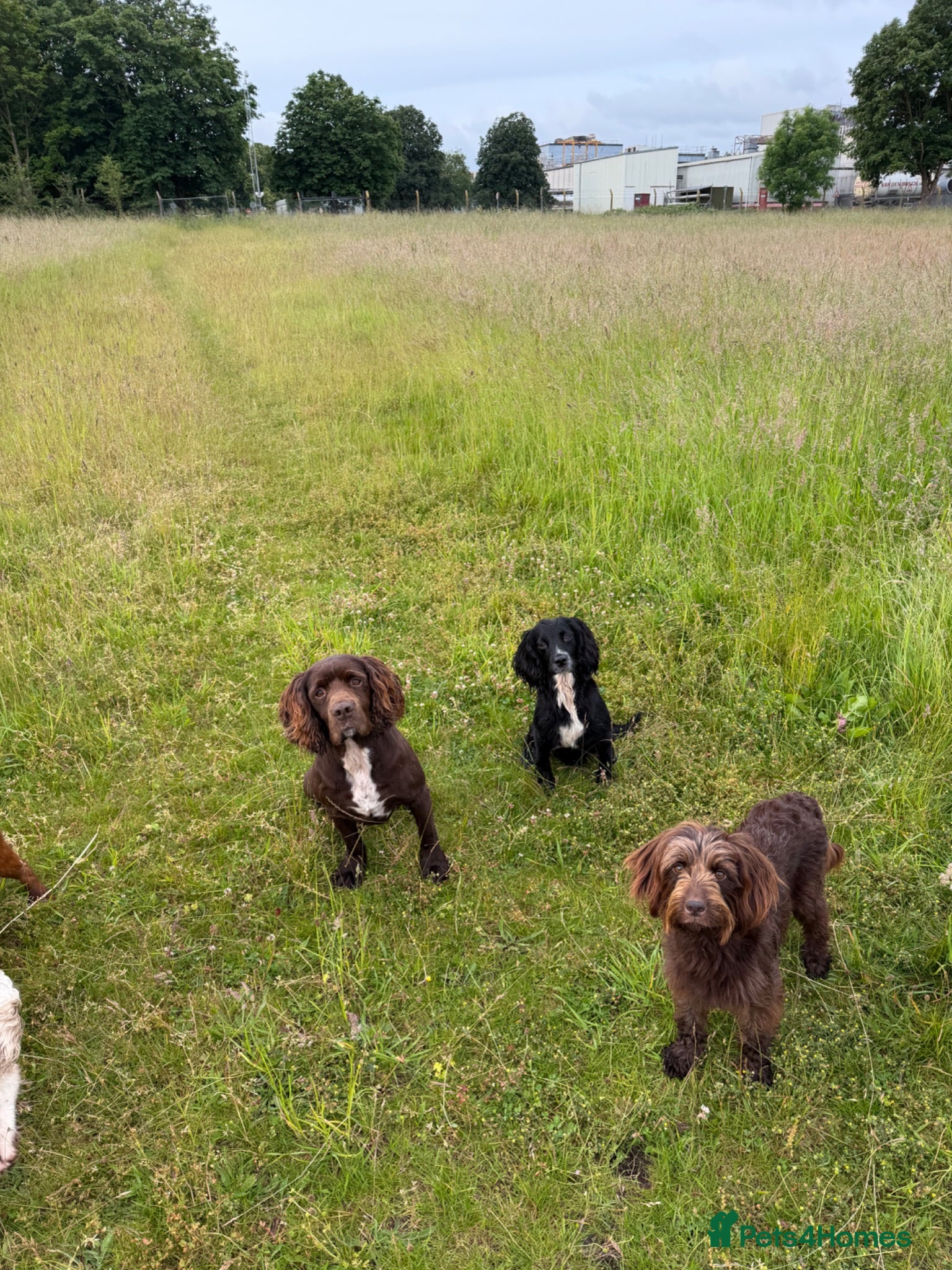 Sprocker dogs Health tested sprockers  - Advert 2