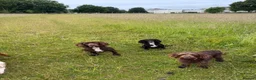 Sprocker dogs for sale: Health tested sprockers  - Advert 2