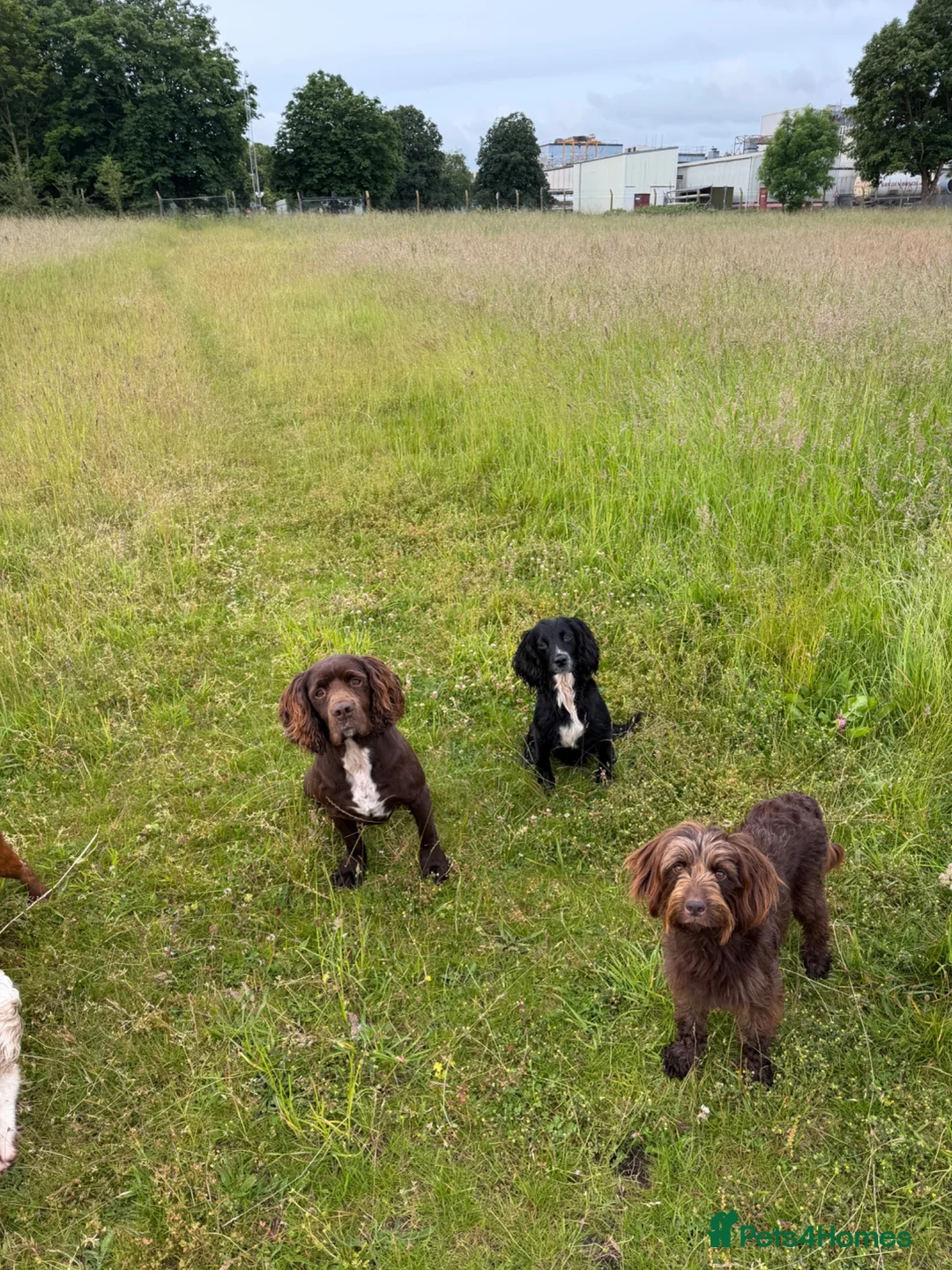 Sprocker dogs for sale: Health tested sprockers  - Advert 2