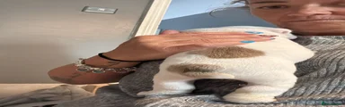 English Bulldog 5