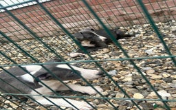 Whippet dogs for sale: 3 quarter whippet quarter collie pups - Image 12