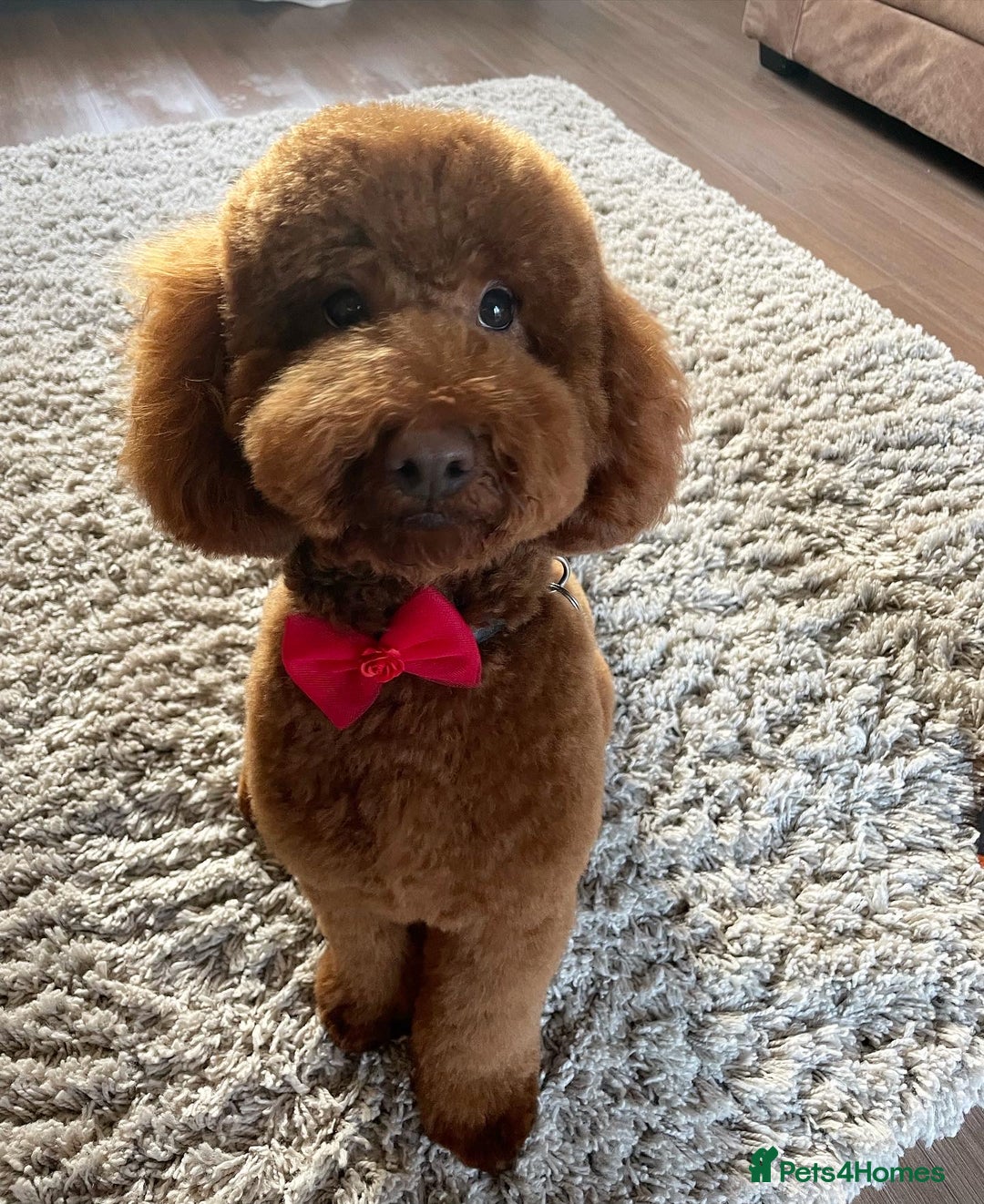 Miniature Poodle dogs for stud: For stud  in Rotherham - Advert 6