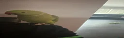 Ringnecks birds for sale: green ringneck parrot  in Worcester - Advert 1