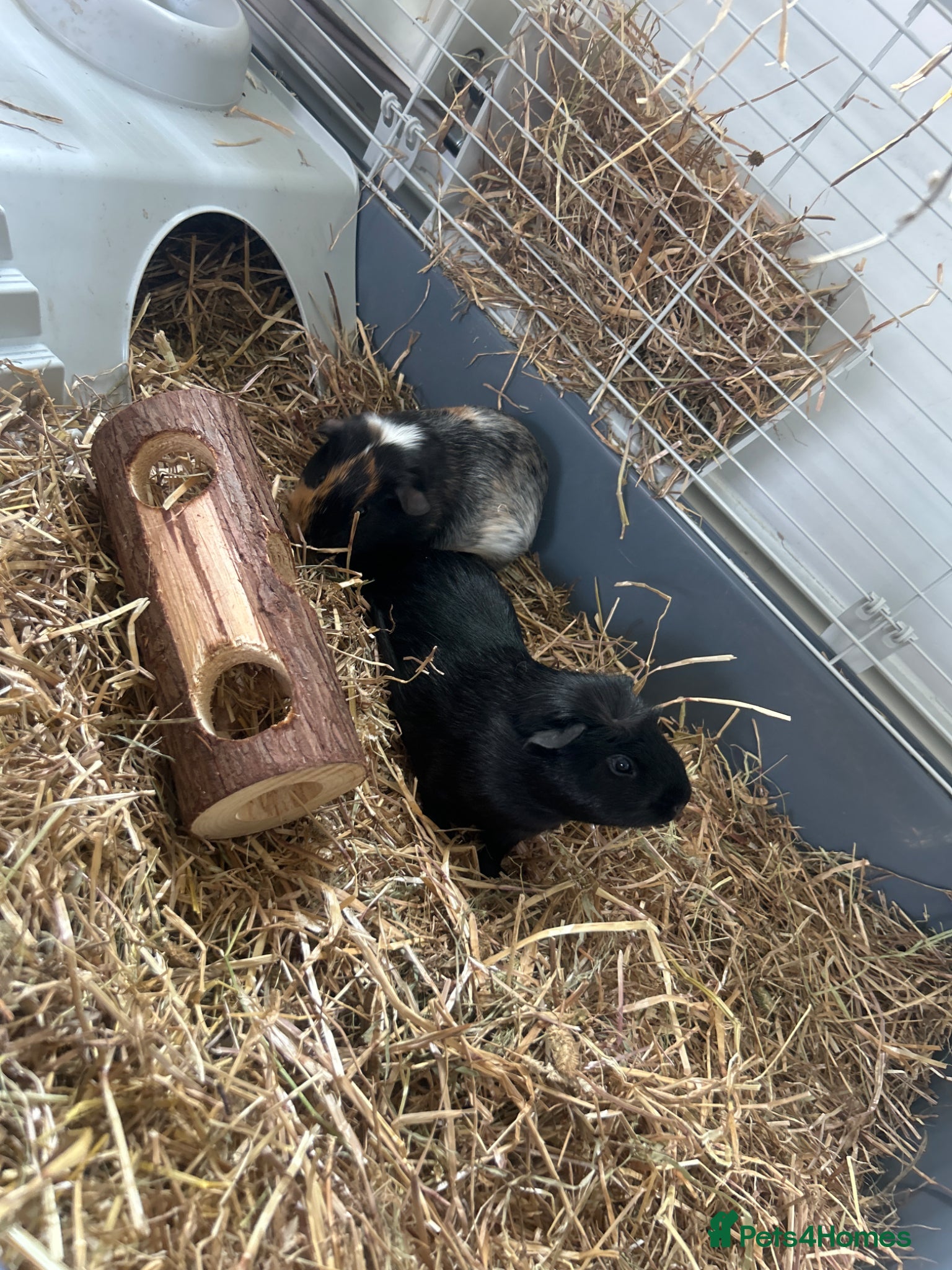 Guinea Pig rodents 2 x Male Guinea Pigs — Full Setup Included 🐾 - Advert 2