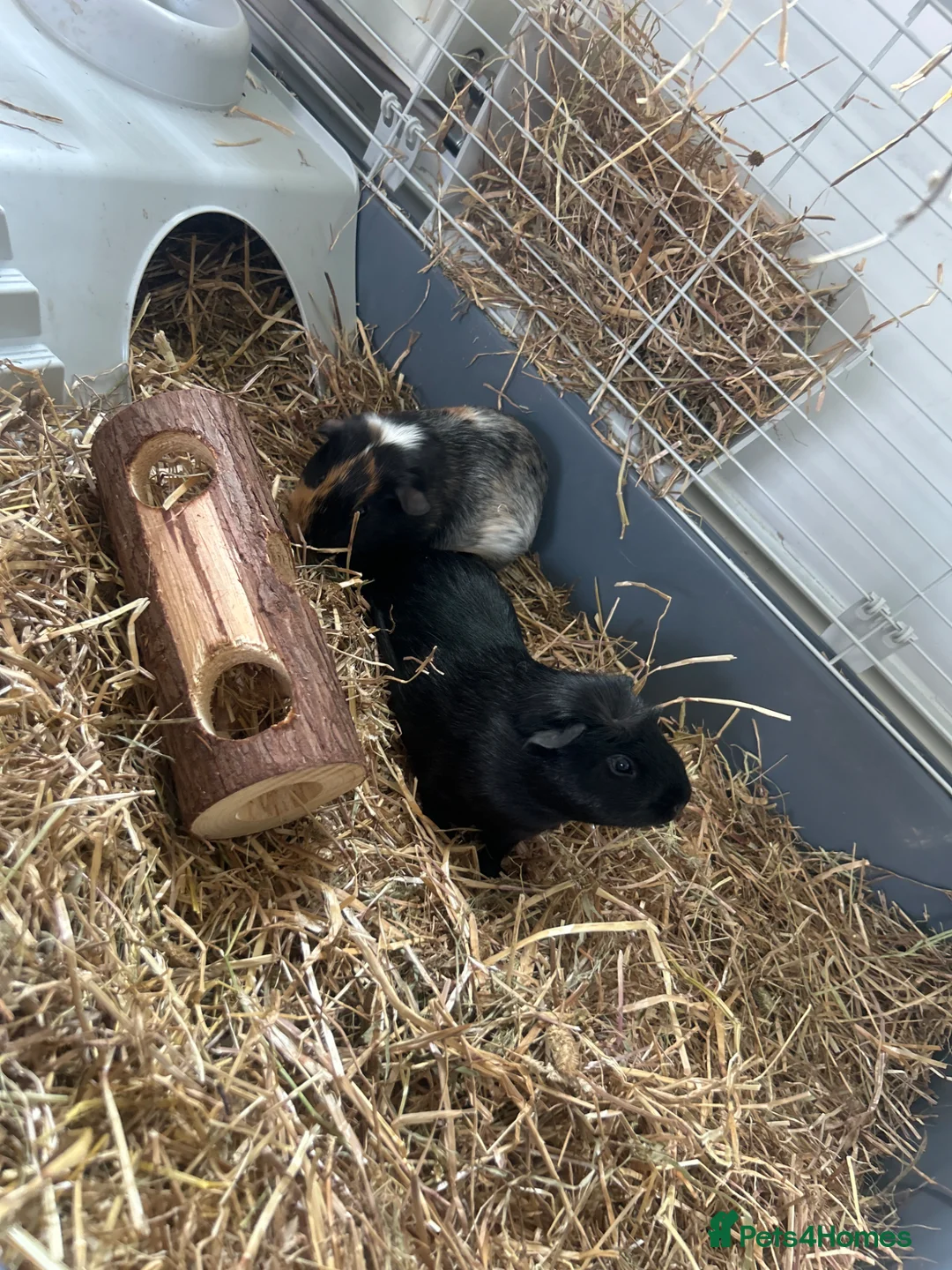 Guinea Pig rodents for sale: 2 x Male Guinea Pigs — Full Setup Included 🐾 in West Bromwich - Advert 1