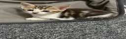 British Shorthair cats for sale: 4 kittens for sale 3 male and 1 female  - Advert 7