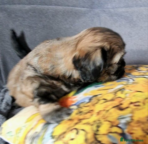 Shih Tzu dogs - Advert 8