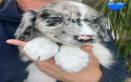 Border Collie dogs for sale: Beautiful Border Collie x Springer Spaniel Puppies - Image 17