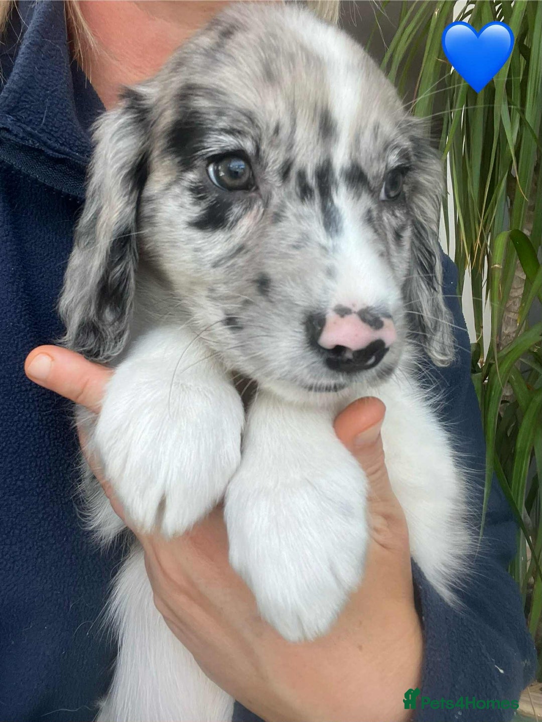 Border Collie dogs for sale: Beautiful Border Collie x Springer Spaniel Puppies - Image 17