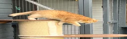 British Shorthair cats for sale: Active queens to pet hobby breeder ONLY  - Advert 13